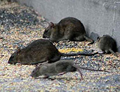 Ihr Schädlingsbekämpfer für die Bekämpfung von Ratten in Nienburg, Bruchhausen-Vilsen, Sulingen, Verden, Walsrode,
Hannover, Garbsen, Langenhagen, Neustadt a. Rbg., Wunstorf,
Stadthagen, Bad Nenndorf, Bückeburg, Obernkirchen, Rinteln,
Minden, Bad Oeynhausen, Hille, Petershagen, Porta Westfalica,
Bremen, Achim, Bassum, Delmenhorst, Wildeshausen 