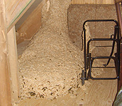 Ihr Fachbetrieb für die Bekämpfung von Wespen in Nienburg, Bruchhausen-Vilsen, Sulingen, Verden, Walsrode,
Hannover, Garbsen, Langenhagen, Neustadt a. Rbg., Wunstorf,
Stadthagen, Bad Nenndorf, Bückeburg, Obernkirchen, Rinteln,
Minden, Bad Oeynhausen, Hille, Petershagen, Porta Westfalica,
Bremen, Achim, Bassum, Delmenhorst, Wildeshausen 